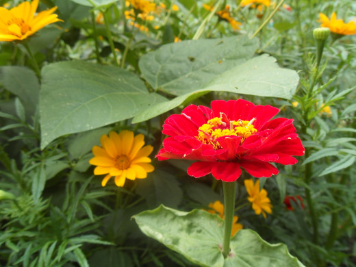 531367 (a): :2592x1944
